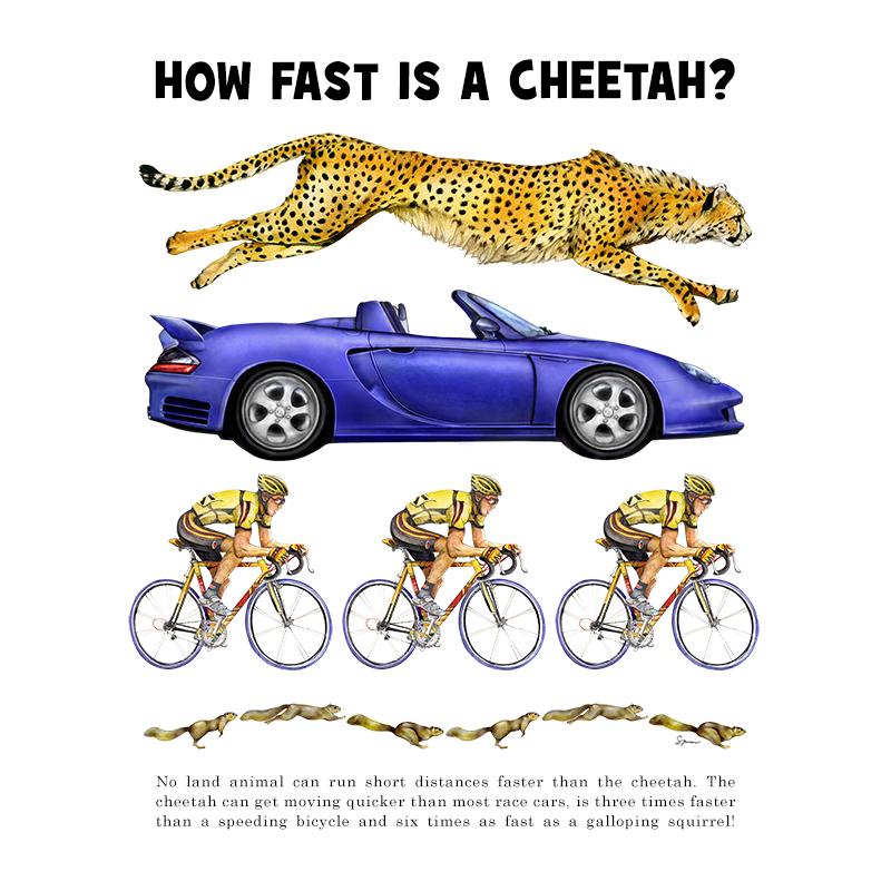 [SA-027] How Fast Cheetah Stock Art
