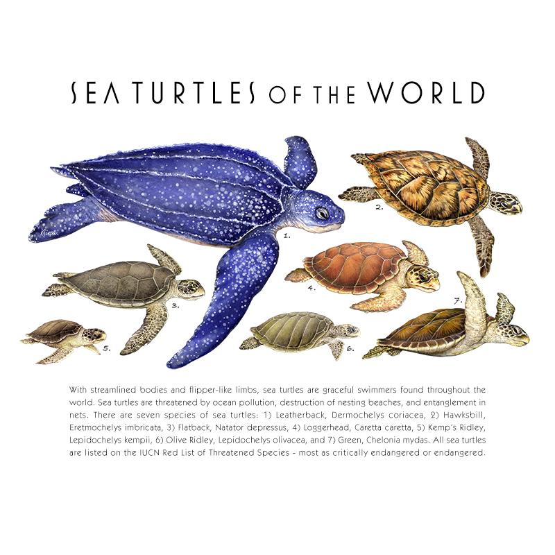 [SA-077] World Sea Turtles Stock Art