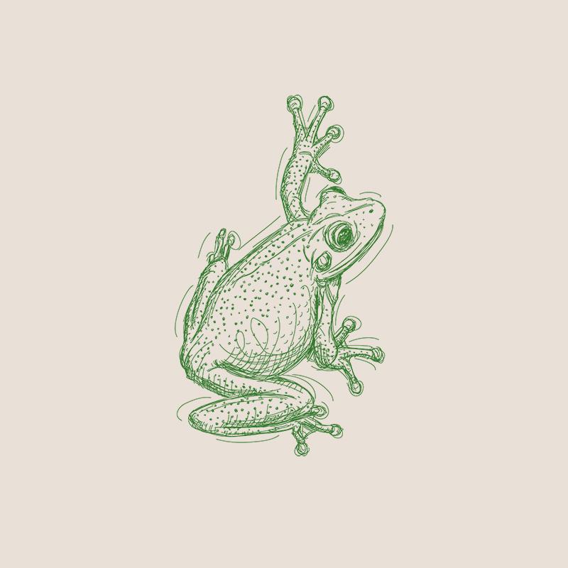 [SA-112] Frog 1 Sketch Stock Art*