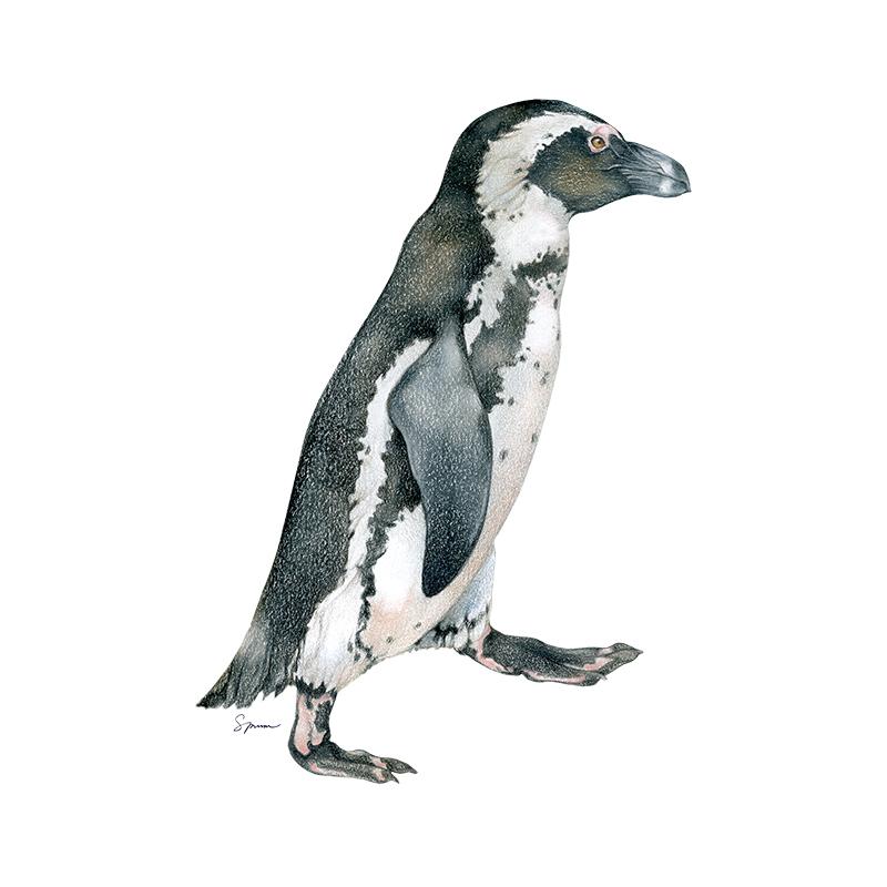 [SA-162] African Penguin Single Stock Art