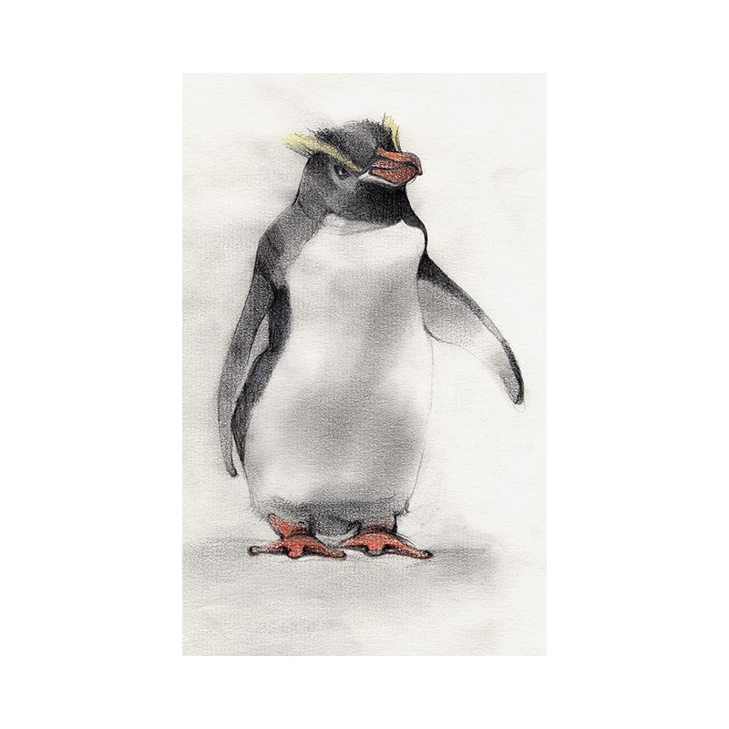 [SA-173] Erect Crested Penguin Stock Art