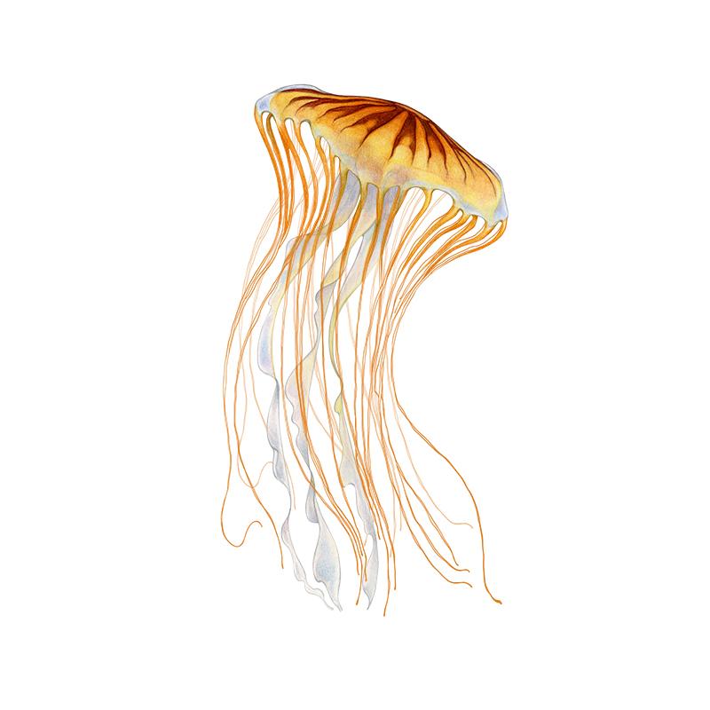 [SA-326] Sea Nettle 2 Stock Art