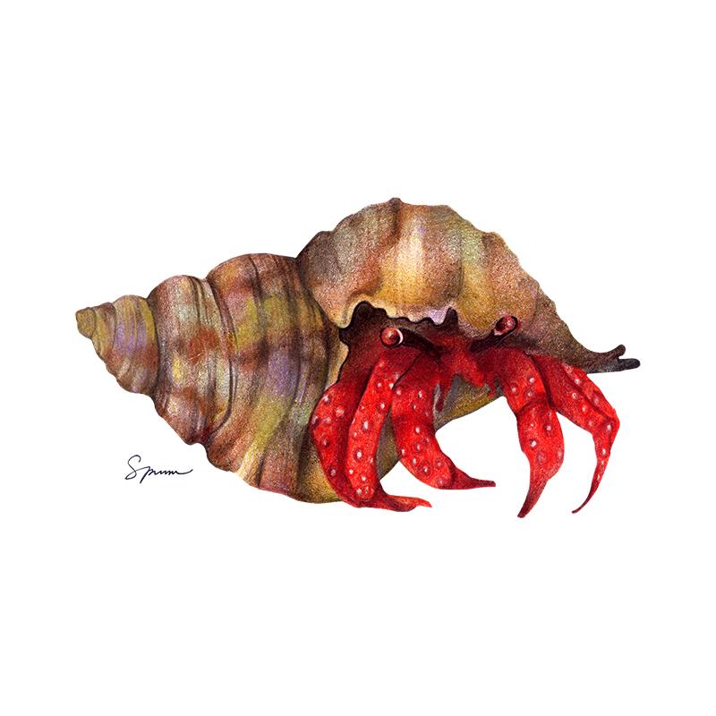 [SA-335] Hermit Crab Stock Art