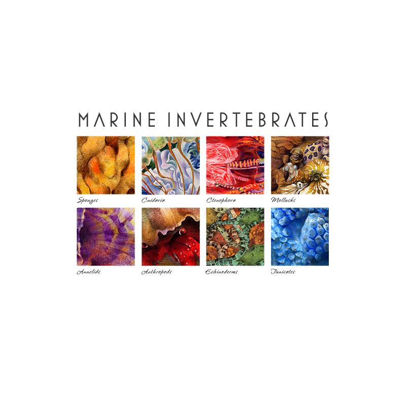[SA-338] Marine Invertebrates Stock Art