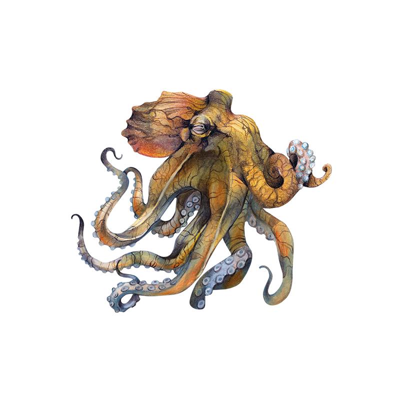 [SA-373] Pacific Octopus 3 Stock Art