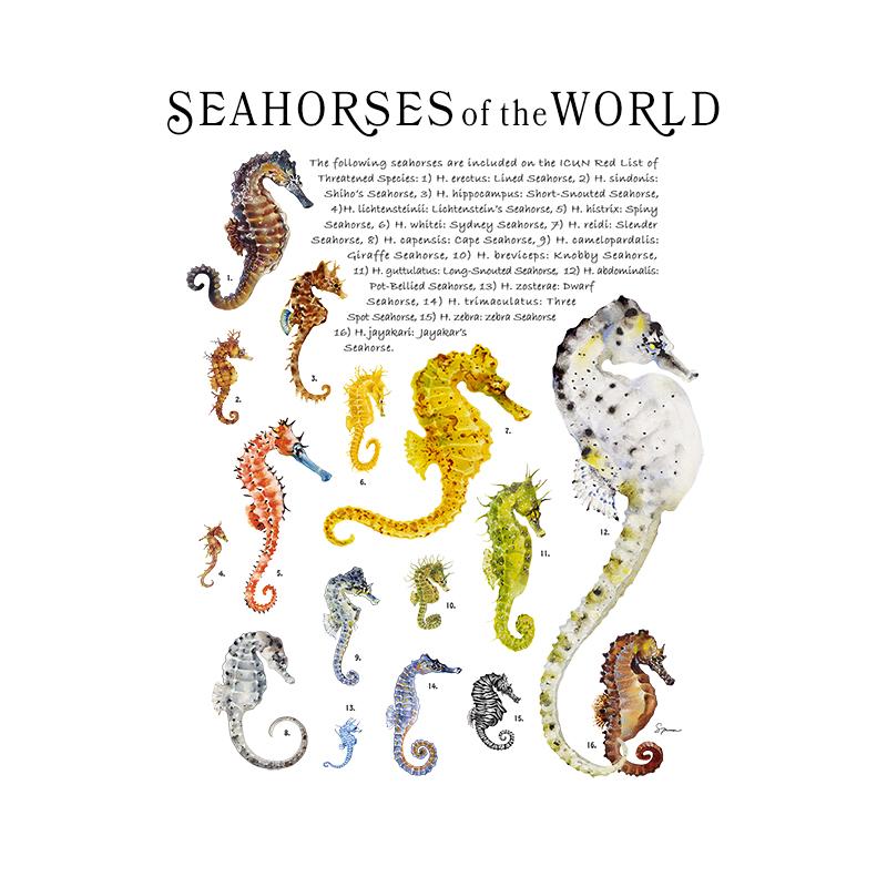 [SA-075] World Seahorses Stock Art