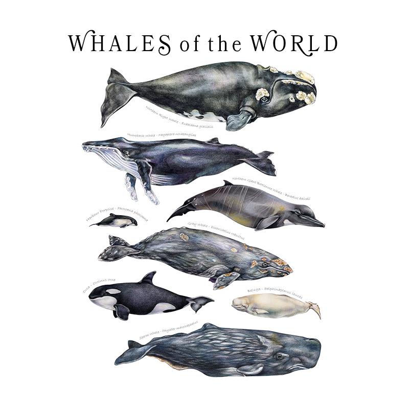 [SA-080] World Whales Stock Art