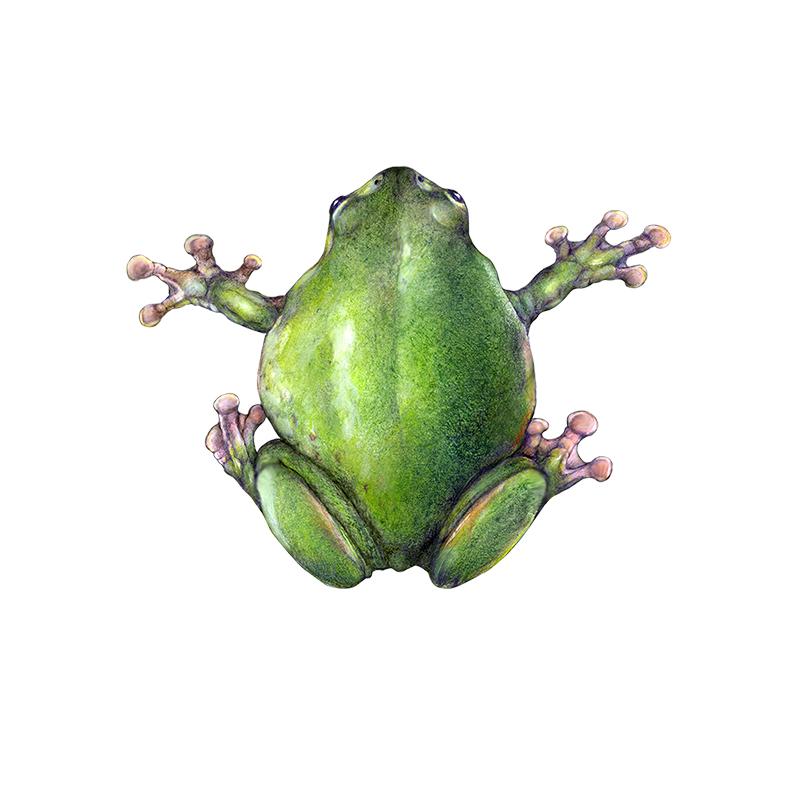 [SA-109] Whites Tree Frog 1] Stock Art