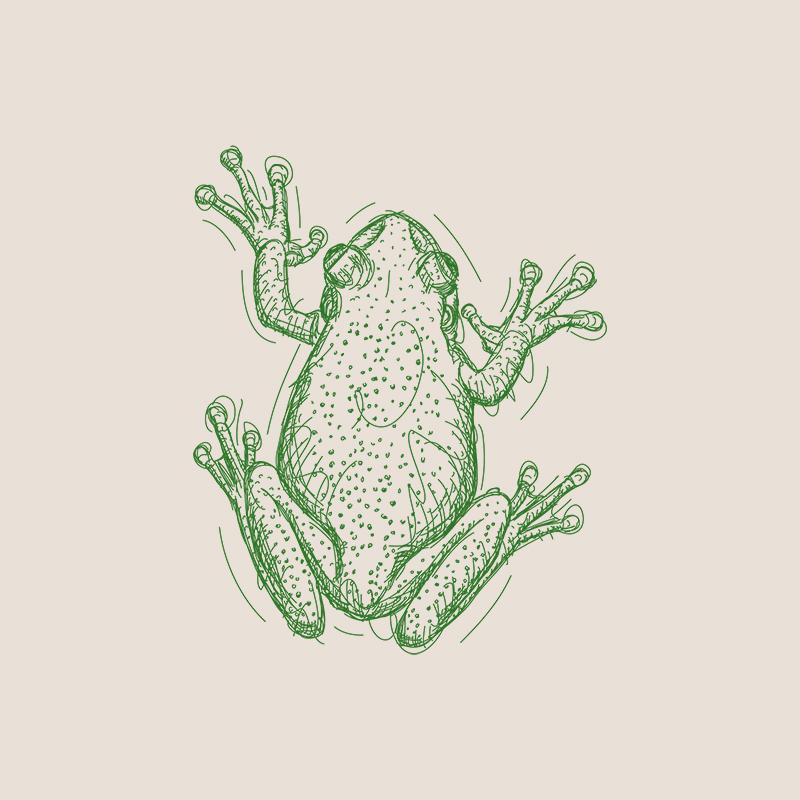[SA-113] Frog 2 Sketch Stock Art*