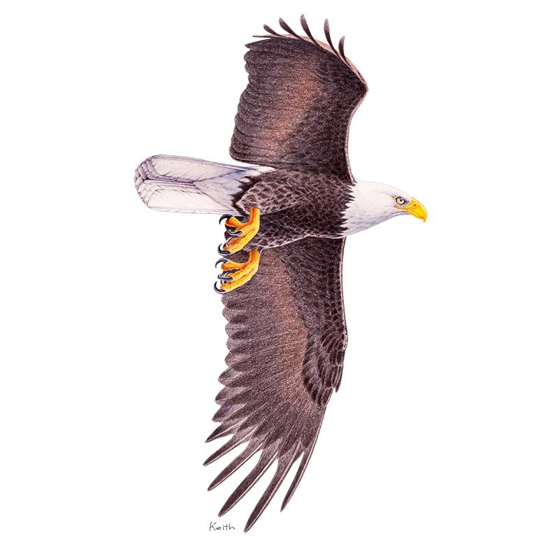 [SA-152] Bald Eagle Stock Art