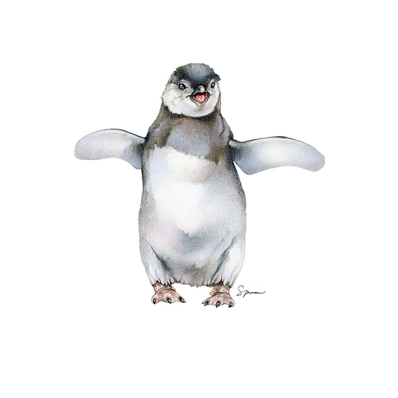 [SA-160] African Penguin Chick Stock Art