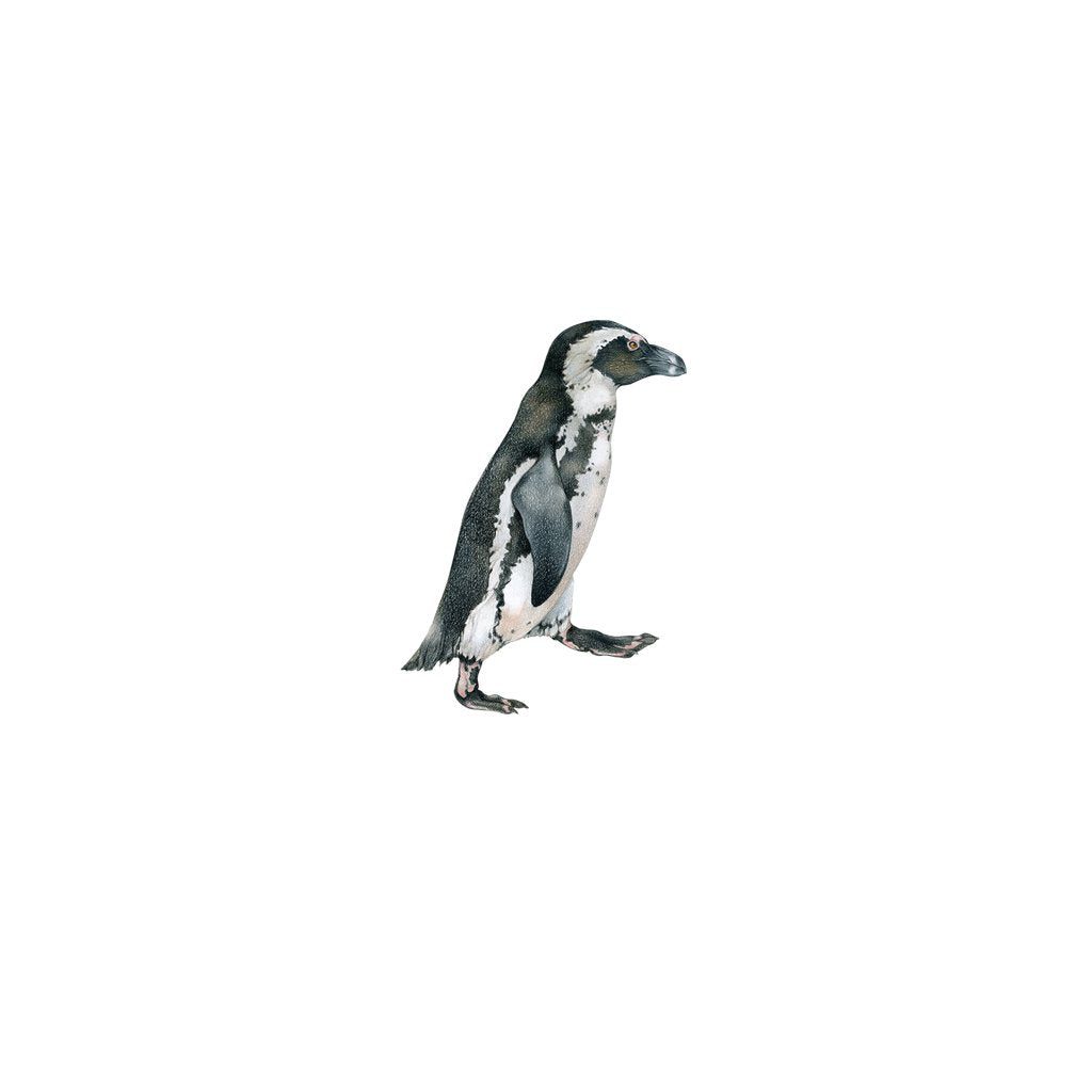 [162-MGL] African Penguin Laser Magnet