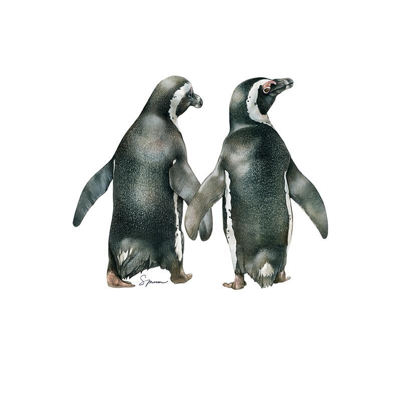 [SA-169] African Penguin Pair Stock Art