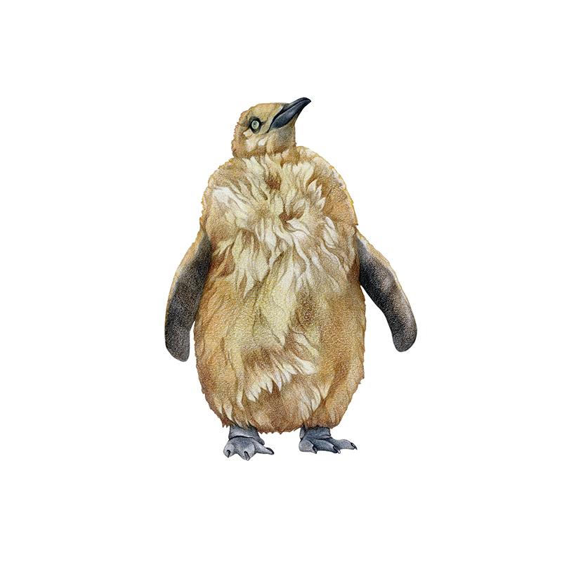 [SA-171] King Penguin Chick Stock Art