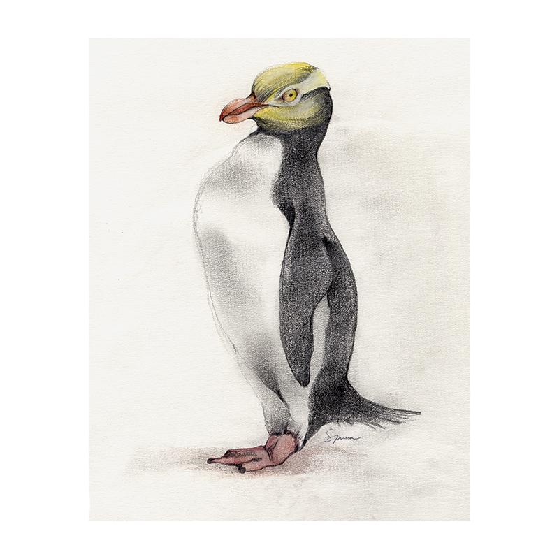 [SA-178] Yellow Eyed Penguin Stock Art