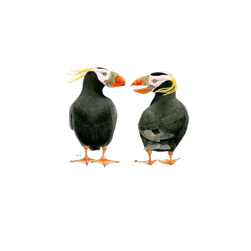 [SA-180] Tufted Puffin Duo Stock Art