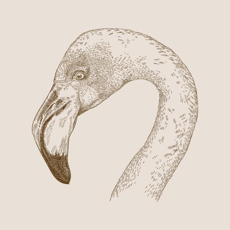 [SA-192] Flamingo Portrait Sketch Stock Art*