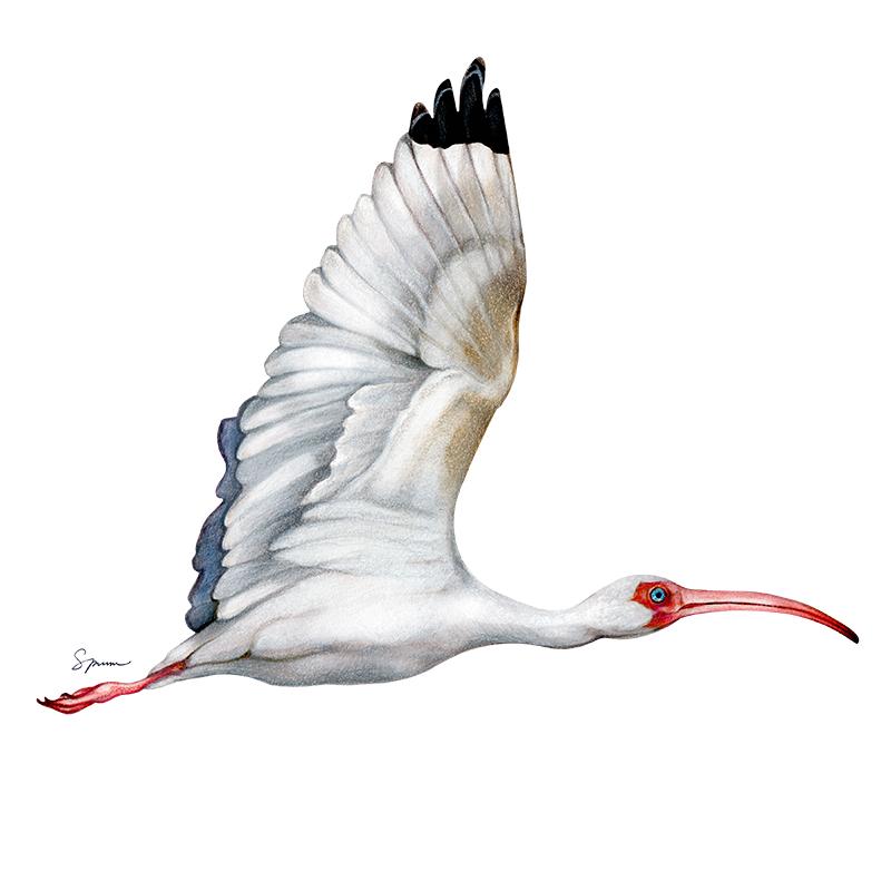 [SA-192] White Ibis Stock Art