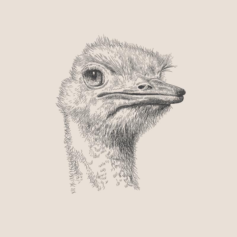 [SA-198] Ostrich Portrait Sketch Stock Art*