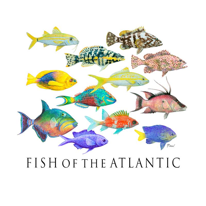 [SA-200] Fish of the Atlantic Stock Art