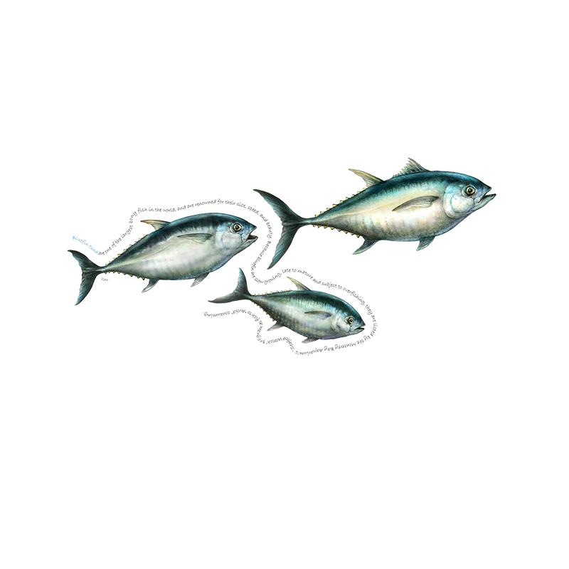 [SA-202] Bluefin Tuna Trio Stock Art