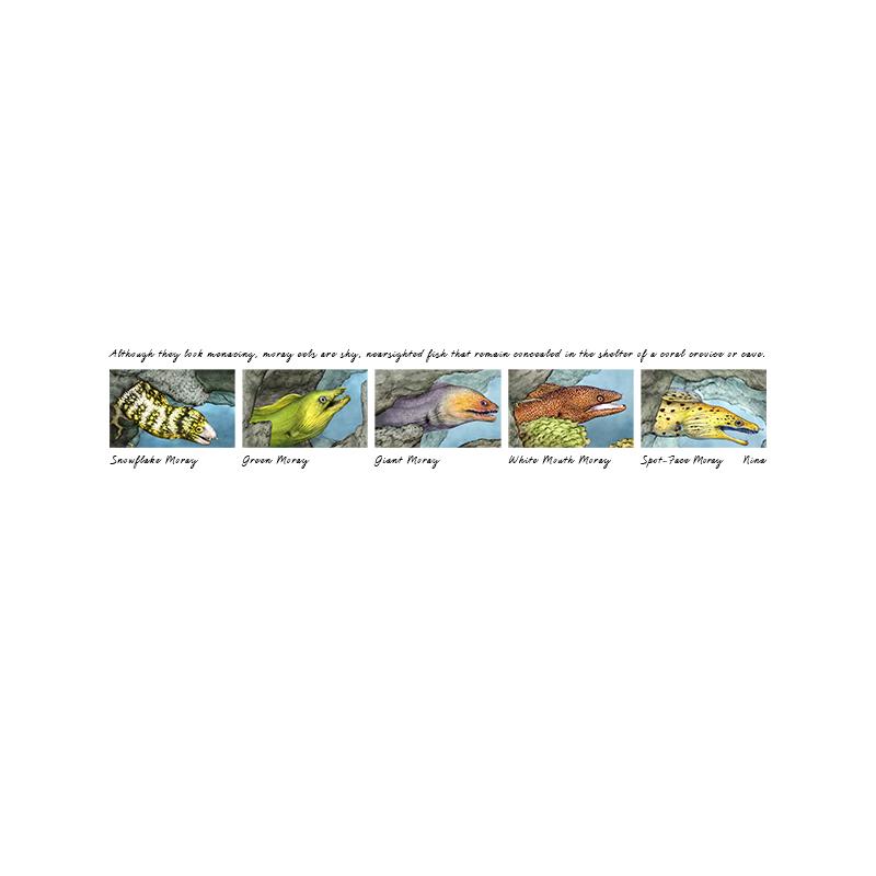 [SA-207] Moray Eels Stock Art