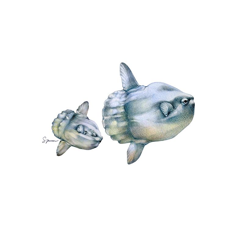 [SA-209] Mola Mola Pair Stock Art