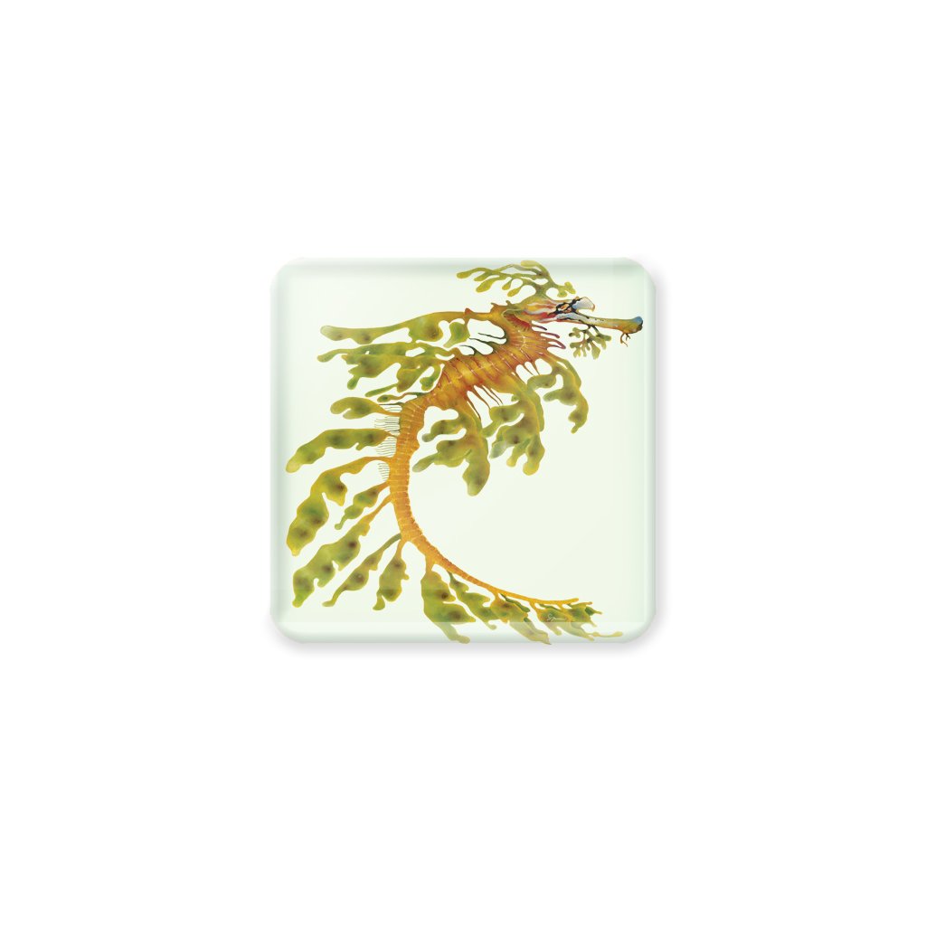 [CST-214] Leafy Seadragon Coasters