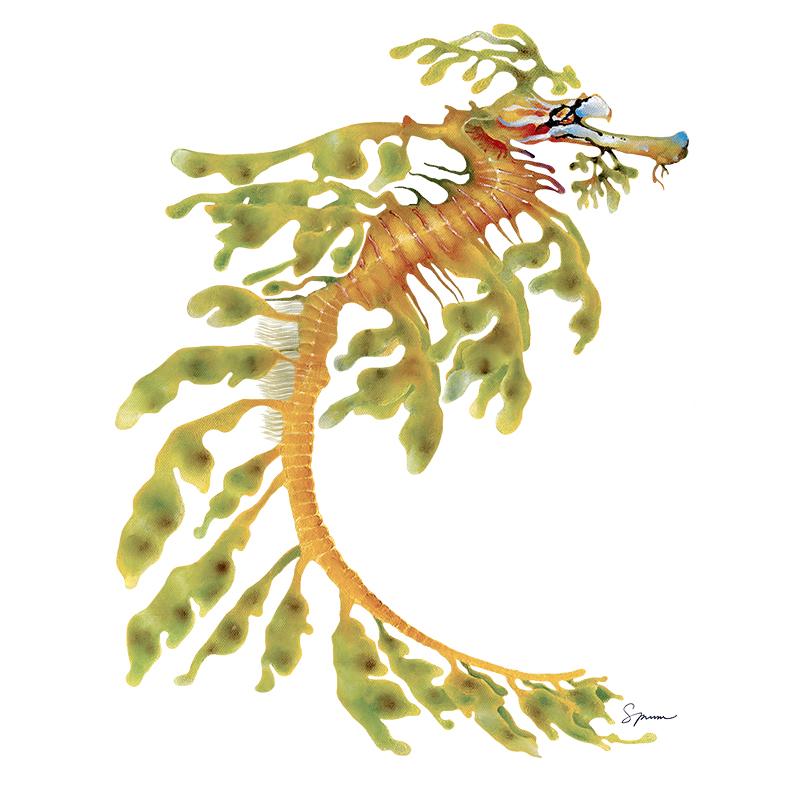 [SA-214] Leafy Seadragon Stock Art