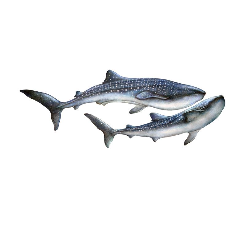 [SA-250] Whale Shark Duo Stock Art