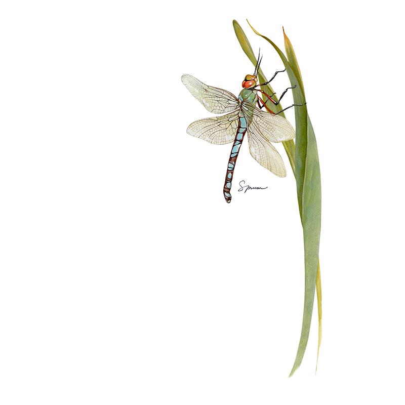 [SA-300] Dragonfly Stock Art