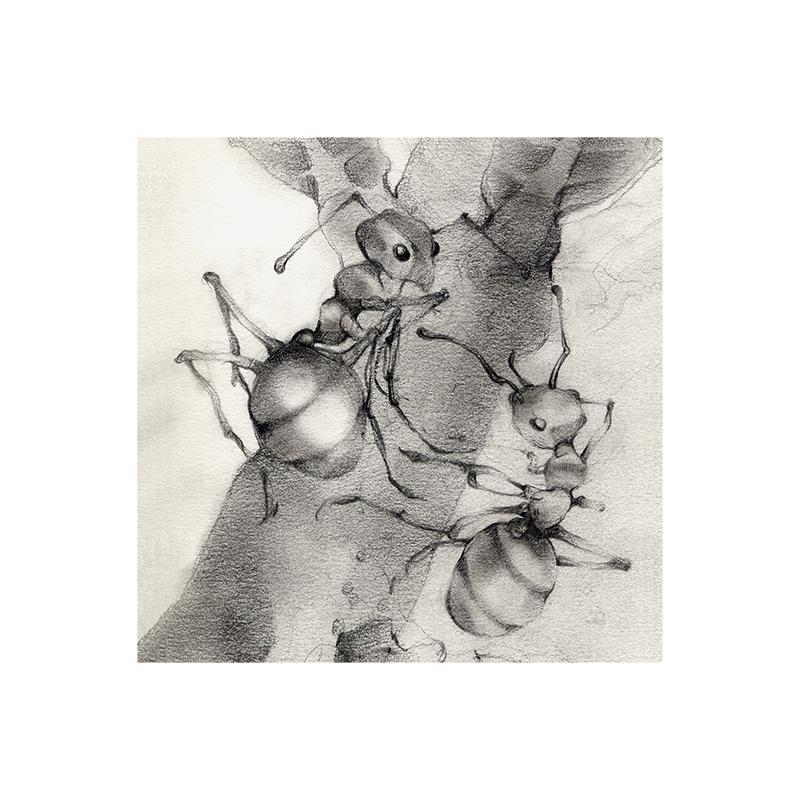[SA-301] Honeypot Ants Stock Art