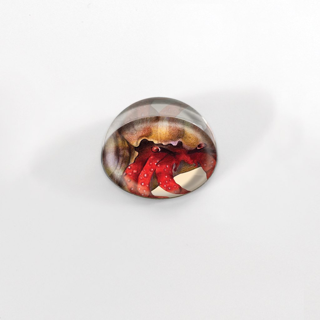 [335-MGC] Hermit Crab Cabochon Magnet