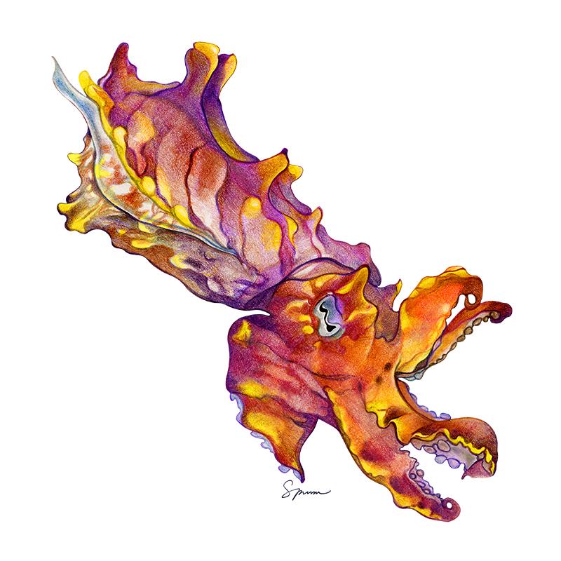 [SA-349] Flamboyant Cuttlefish Stock Art