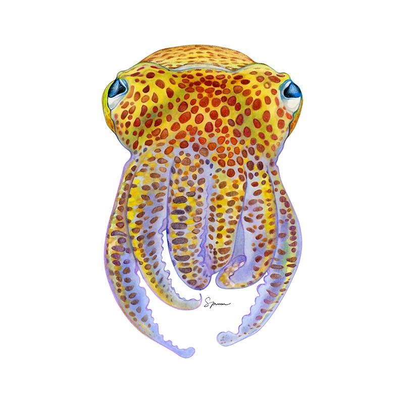 [SA-356] Hawaiian Bobtail Squid Stock Art