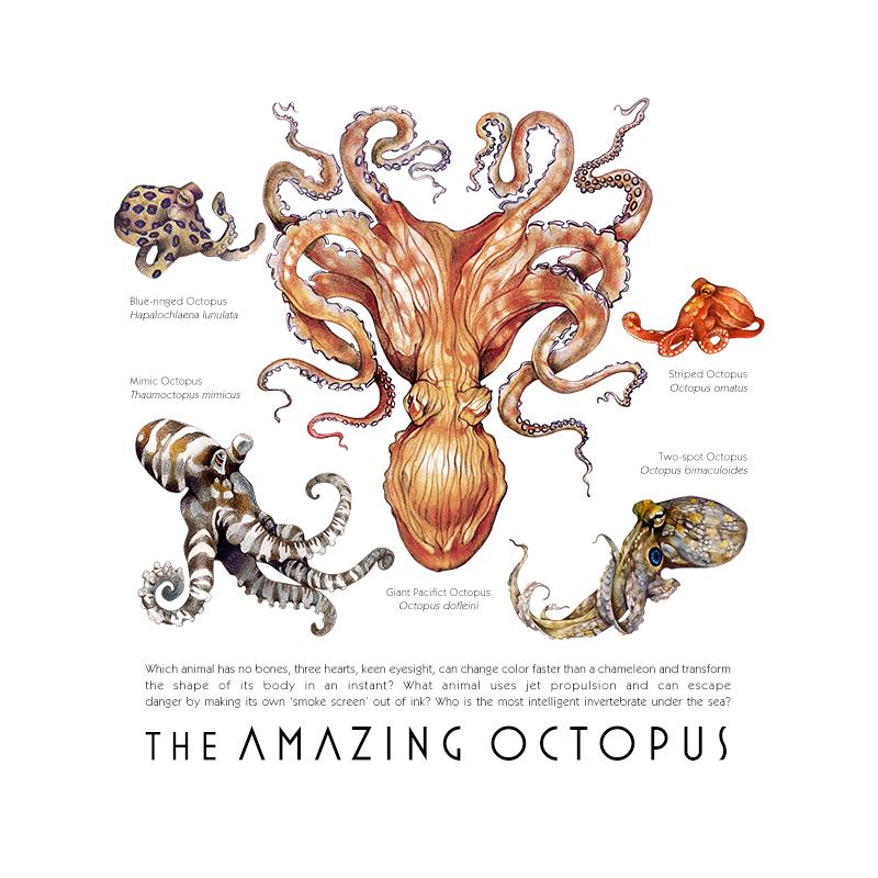 [SA-370] Amazing Octopus Stock Art