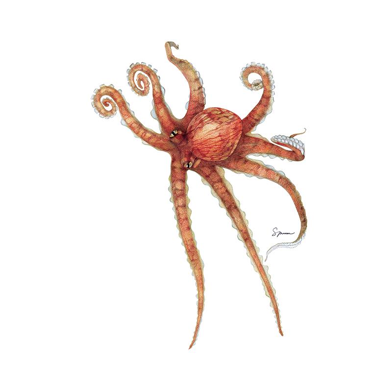 [SA-371] Pacific Octopus 1 Stock Art