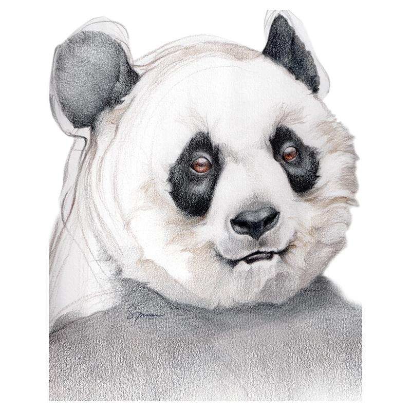[SA-400] Giant Panda Portrait Stock Art