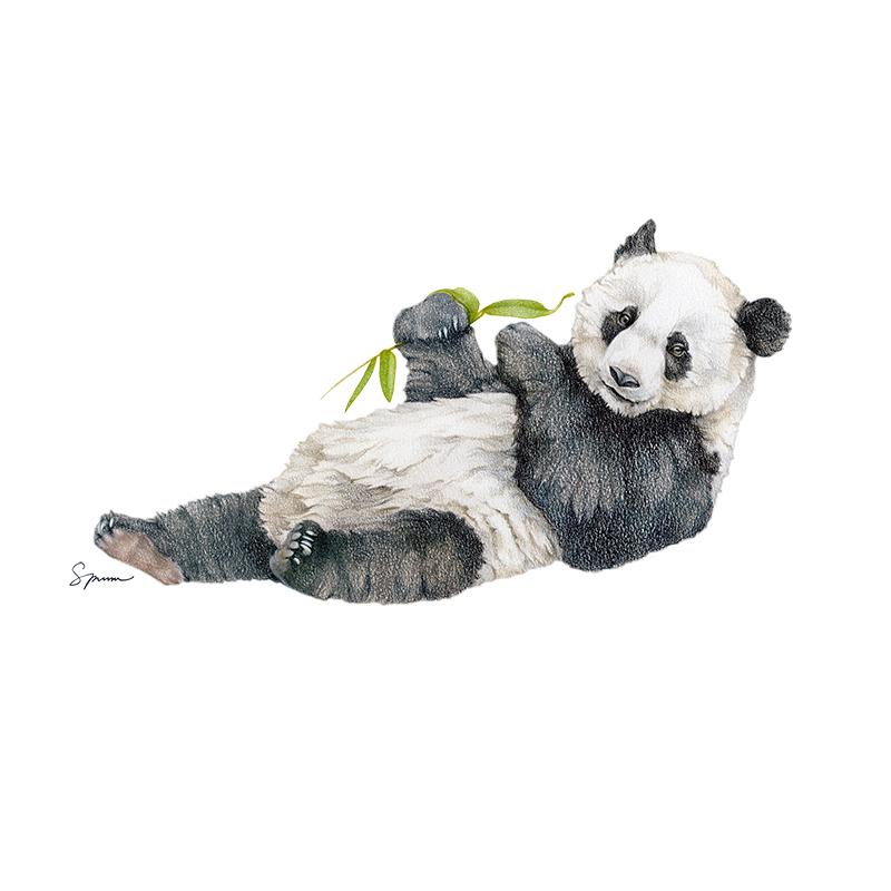 [SA-401] Giant Panda Juvenile Stock Art