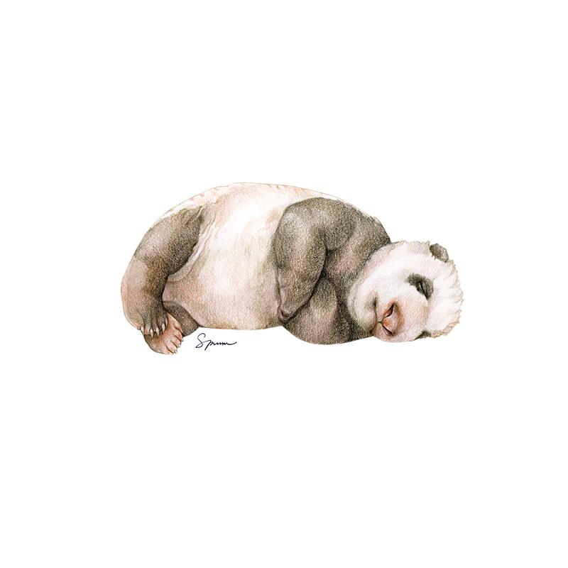 [SA-404] Giant Panda Newborn Stock Art