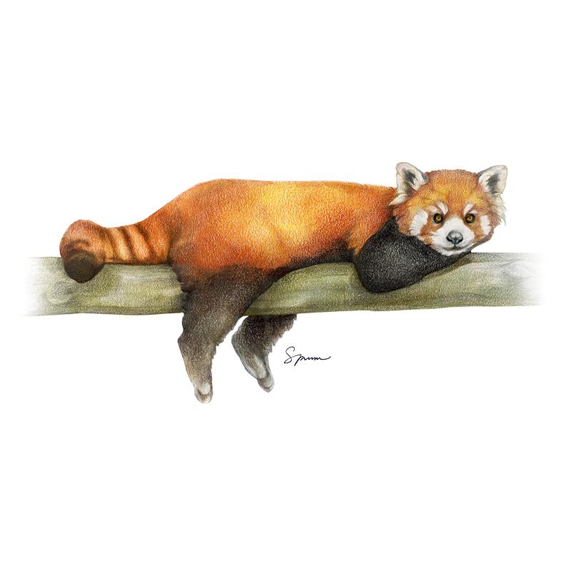 [SA-411] Red Panda Stock Art