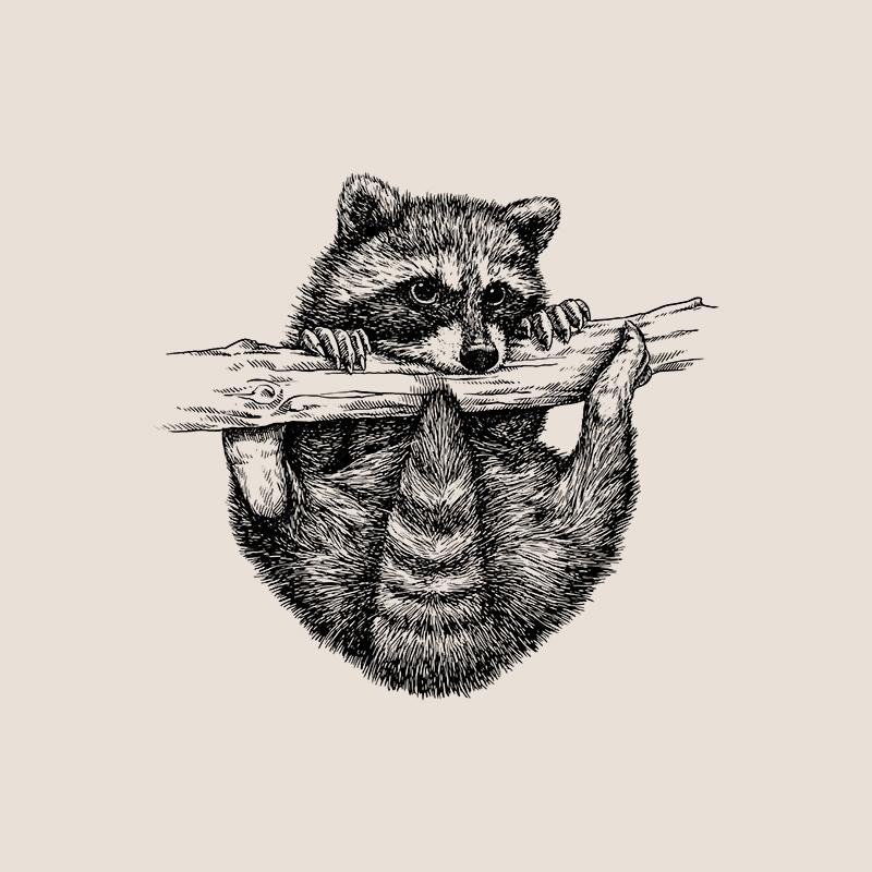 [SA-415] Raccoon Sketch Stock Art*