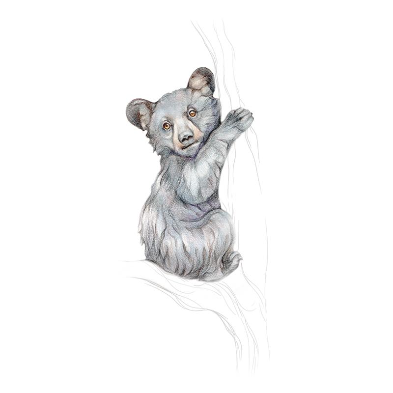 [SA-441] Black Bear Cub Stock Art