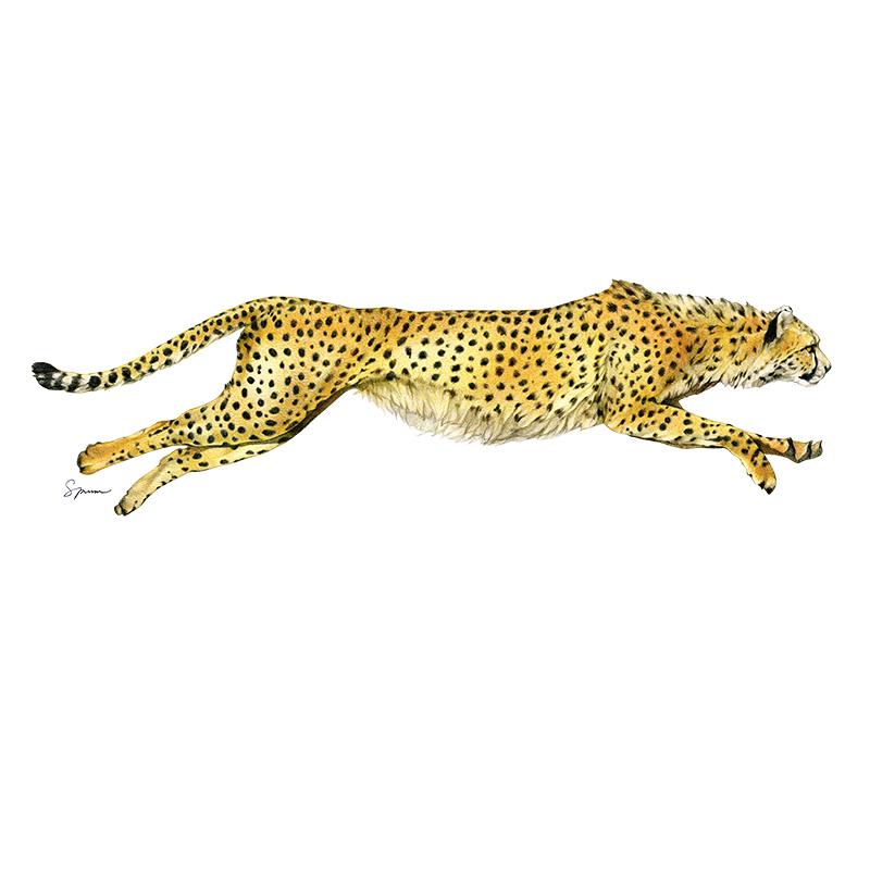 [SA-450] Cheetah Stock Art