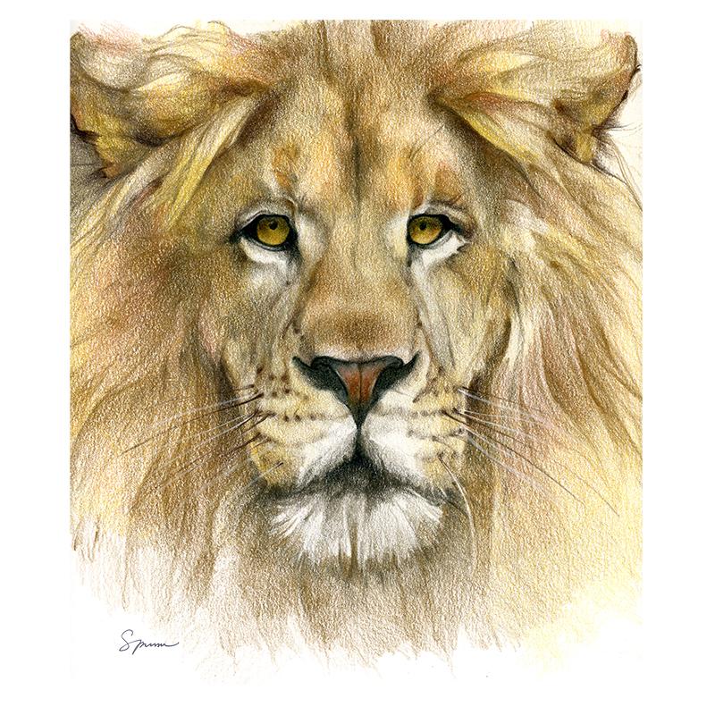 [SA-455] Lion Portrait Stock Art