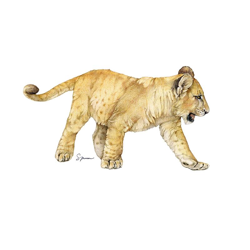 [SA-457] Lion Cub 2 Stock Art