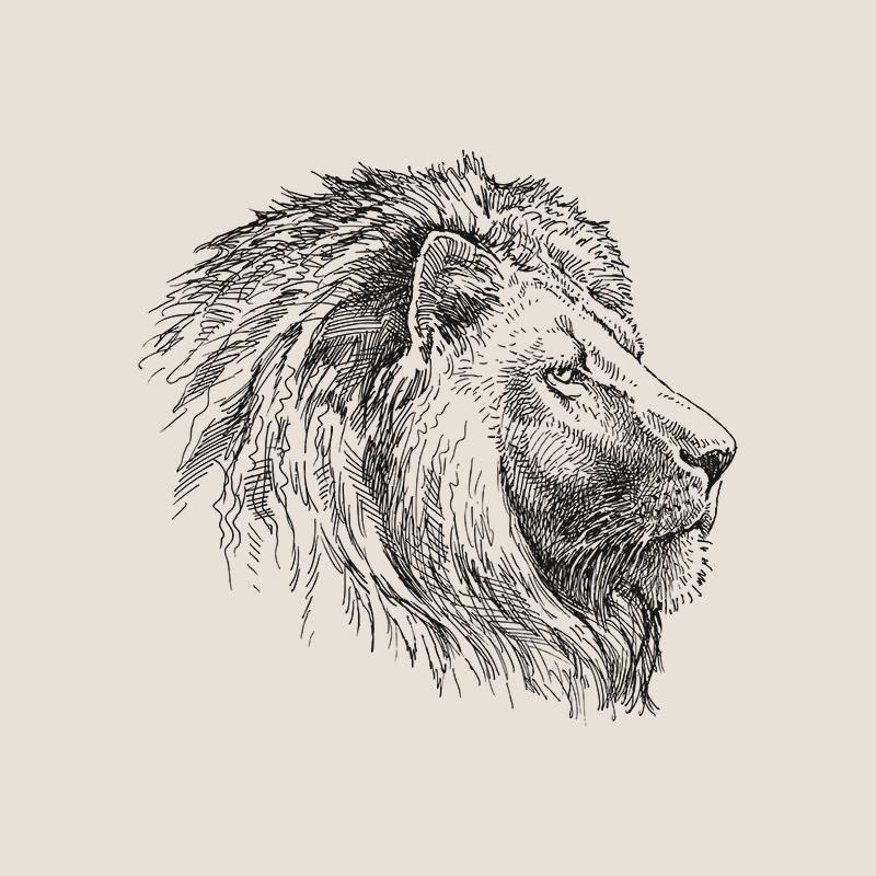 [SA-458] Lion Portrait Sketch Stock Art*