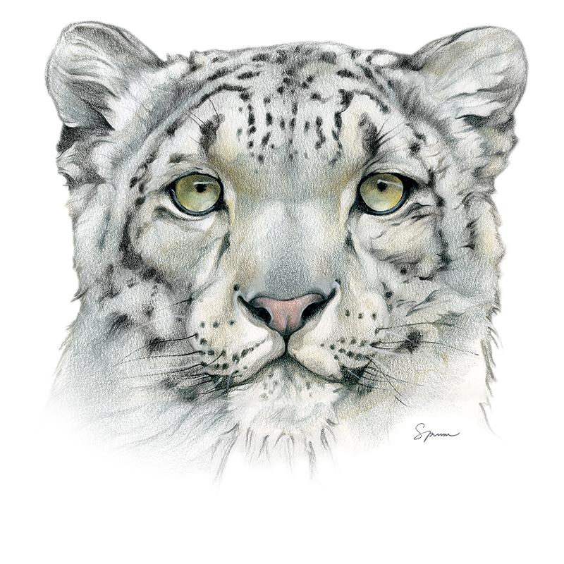 [SA-465] Snow Leopard Portrait Stock Art
