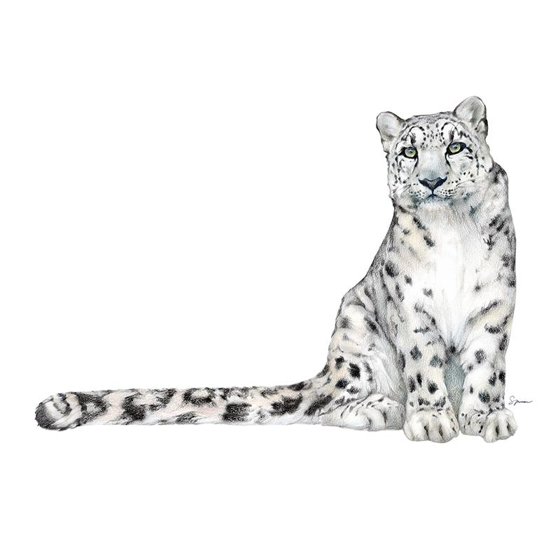 [SA-466] Snow Leopard 1 Stock Art