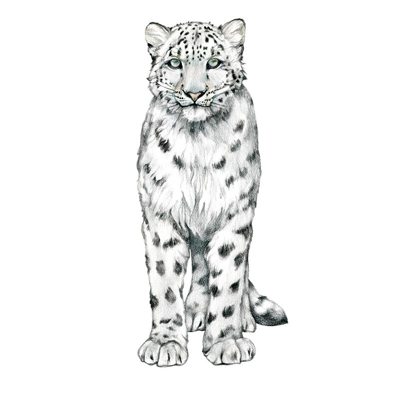 [SA-467] Snow Leopard 2 Stock Art